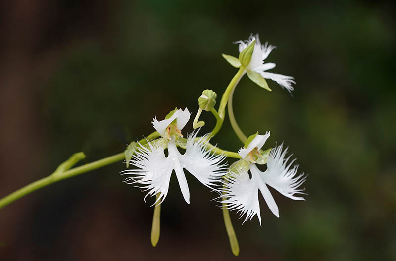 rein orchid