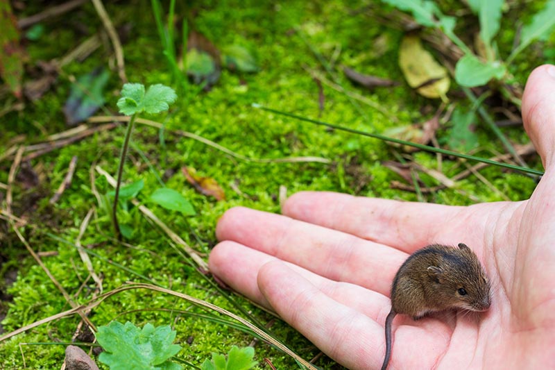 releasing mouse in the wild