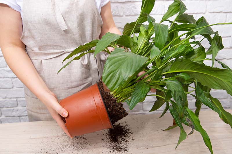 repotting peace lily plant