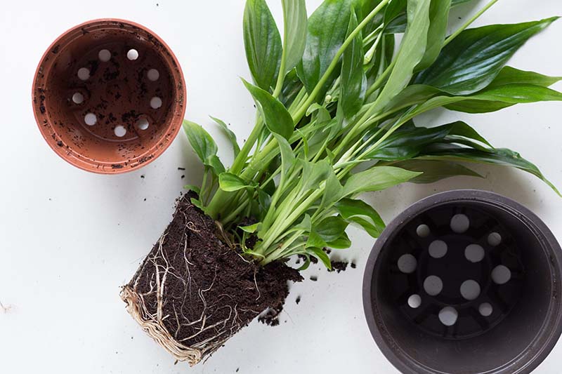 root of peace lily plant