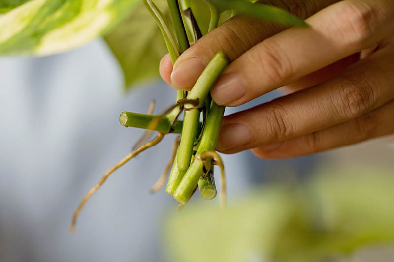 rooting system for pothos plant in water propagation