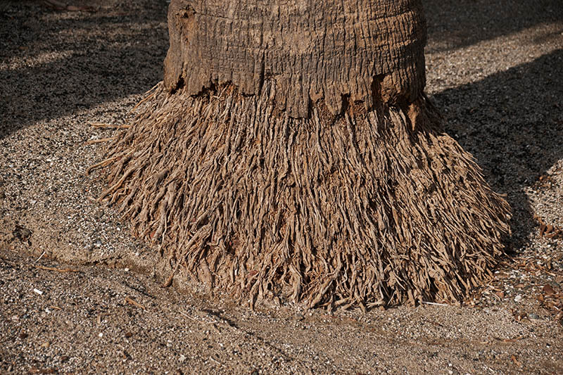 roots of a palm tree growing in the sand