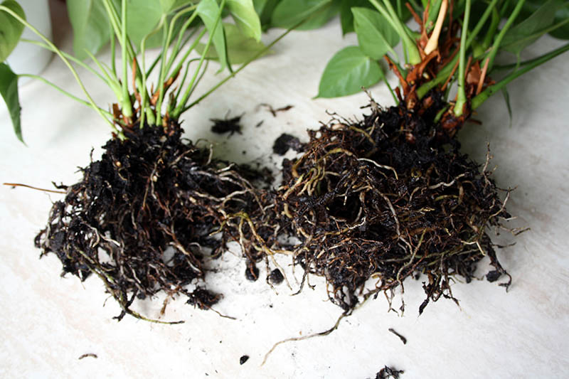 roots of anthurium plant