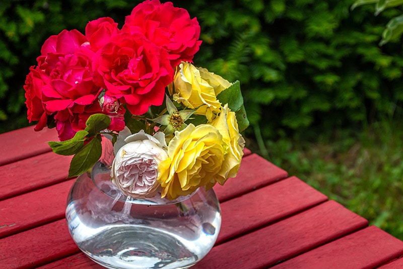 rose in a vase