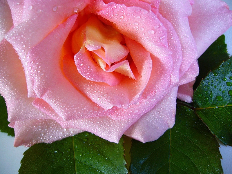 rose water
