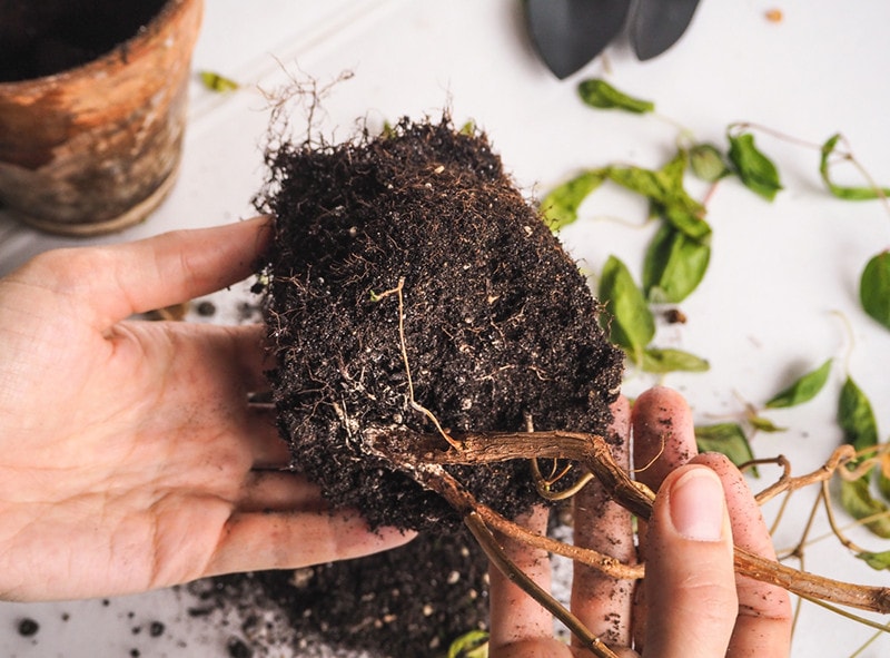 rotting of the root