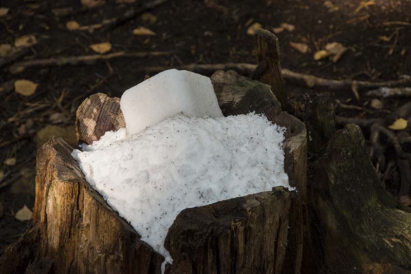salt placed in an old stump