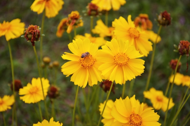 sand coreopsis
