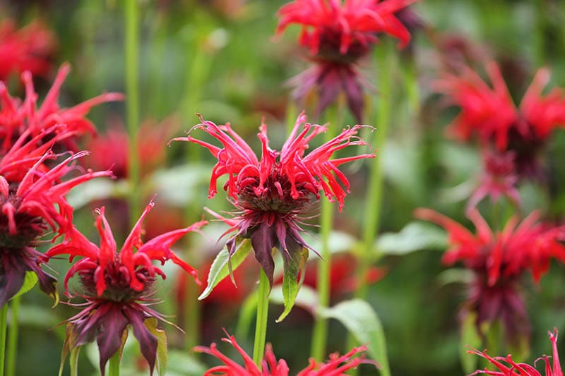 Scarlet beebalm or bergamot