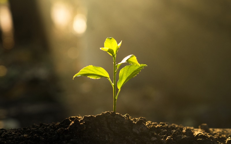 seedling growing in soil under the sun