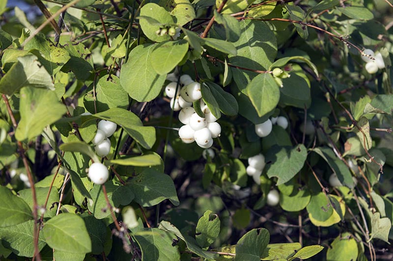 Snowberry shrub