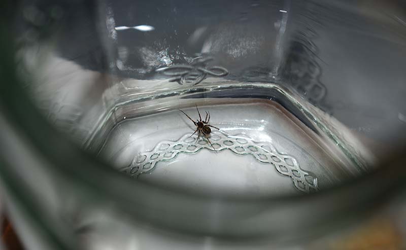 spider in jar