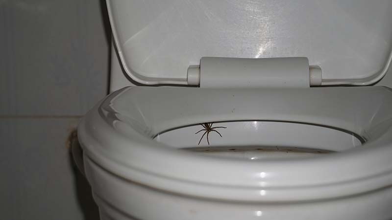 spider in toilet