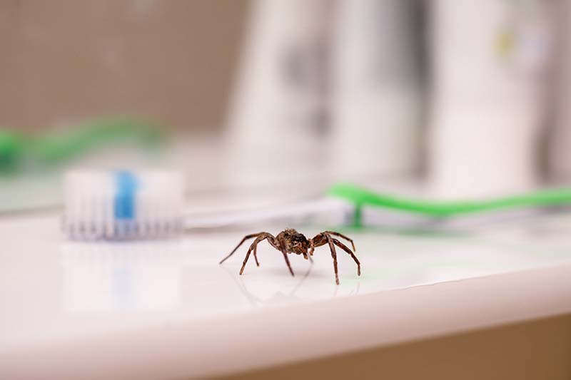 spider inside residential toilet