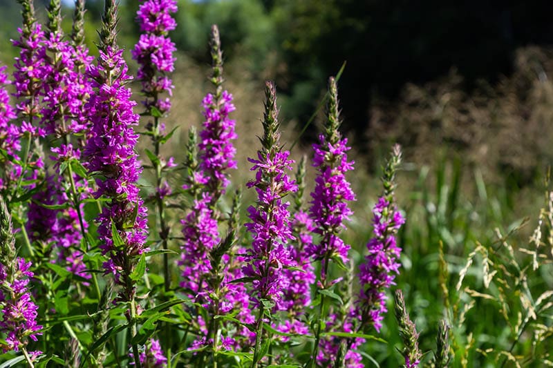 spiked loosestrife