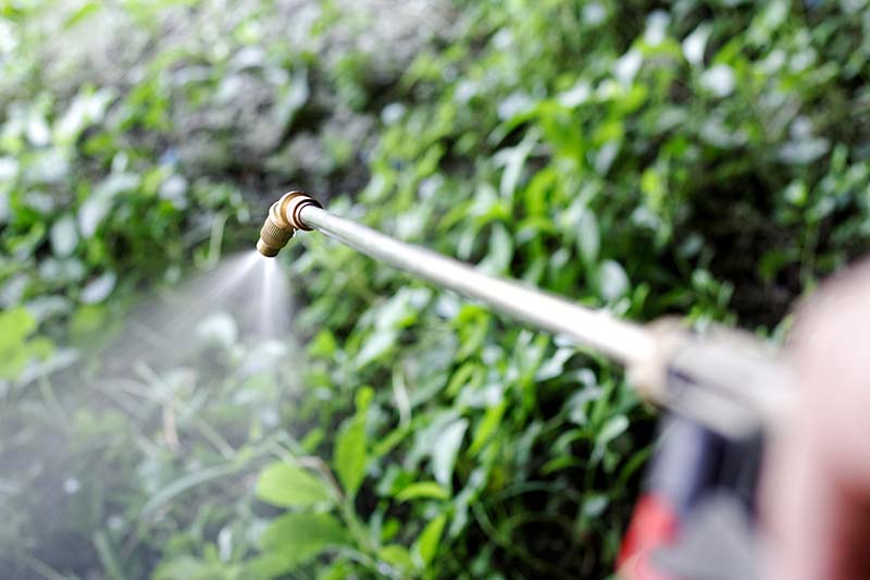 spraying herbicide from the nozzle