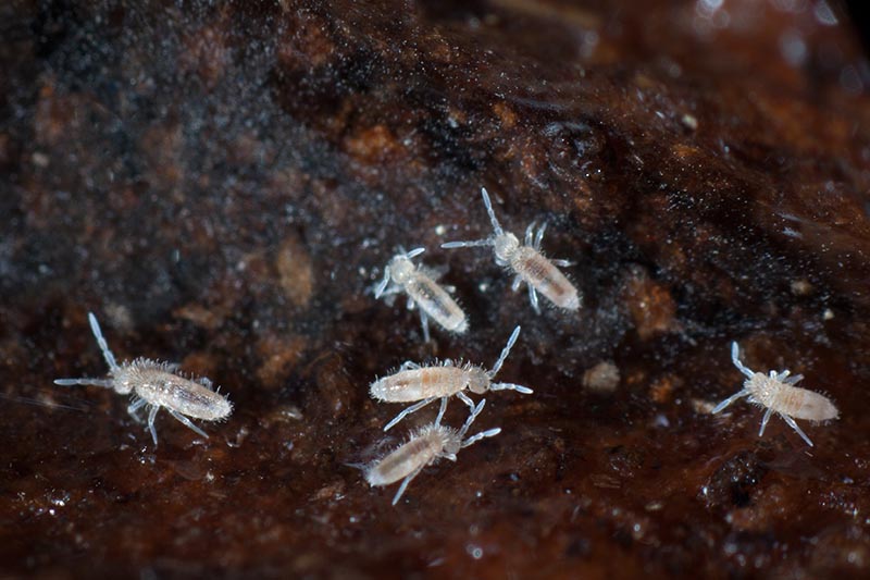 springtails on soil