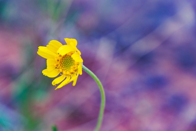 stemless hymenoxys