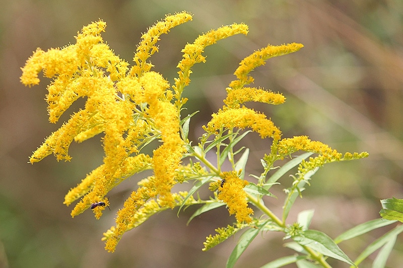 stiff goldenrod wildflower