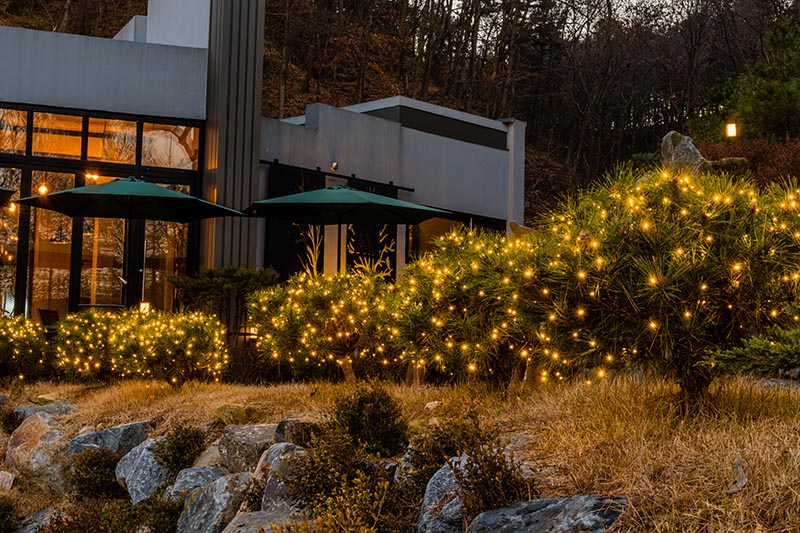 string lights on shrubs