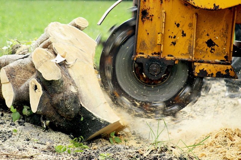 stump grinding a tree trunk