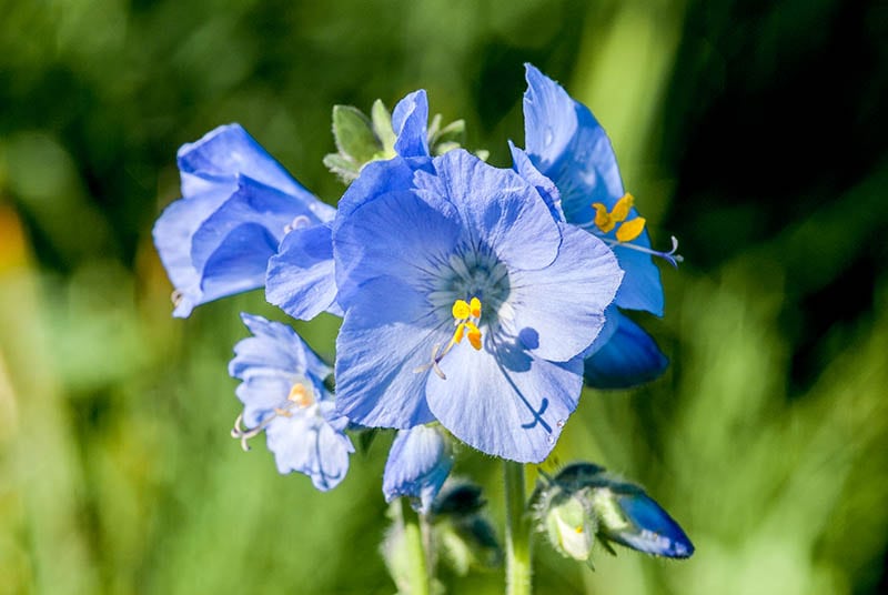 Tall Jacob's Ladder