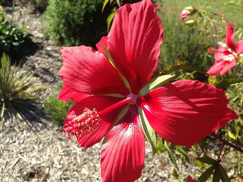 texas star hibiscus hibiscus coccineus