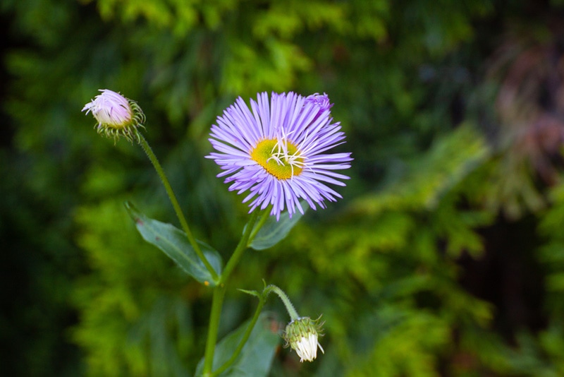 threenerve fleabane wildflower
