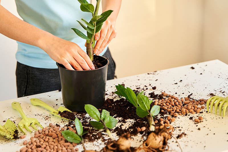 transplant a home flower because it has grown too large to fit in a pot