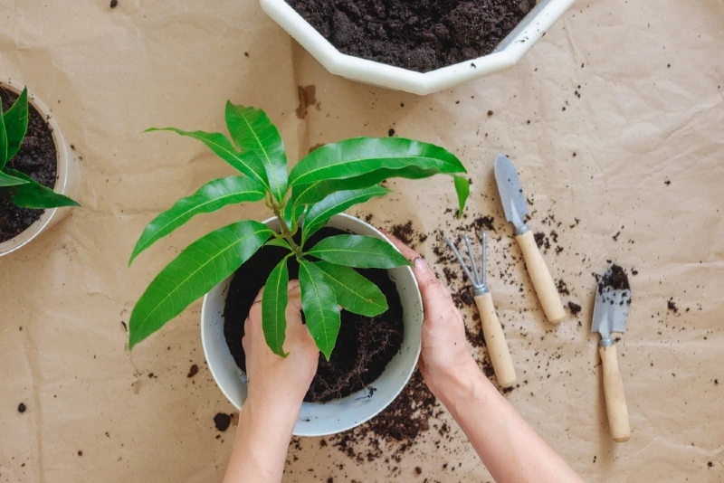 transplanting or repotting a mango tree into pot with soil
