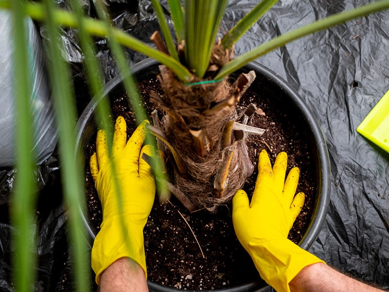 transplanting palm tree