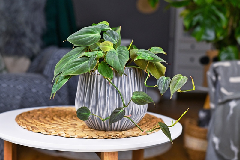 tropical houseplant