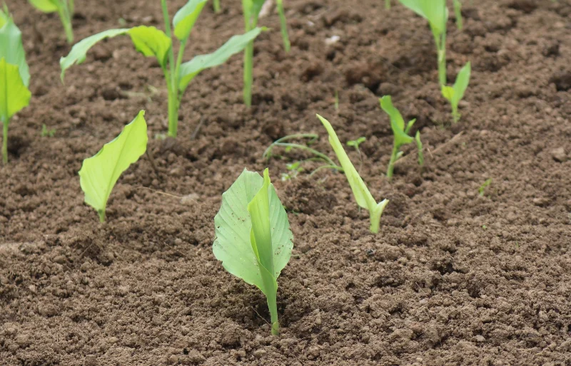 turmeric plants in soil