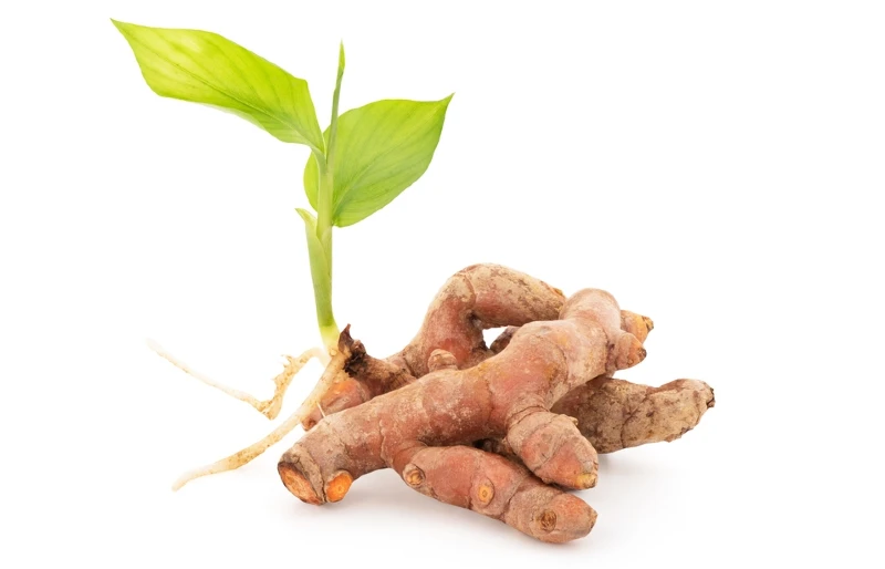 turmeric rhizome and green leaves