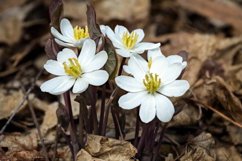 twinleaf flower (Jeffersonia diphylla)