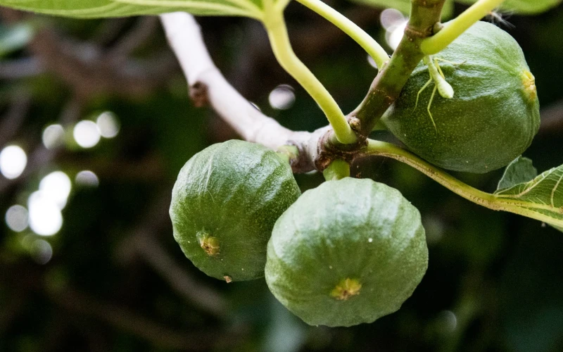 unripe figs on fig tree branch