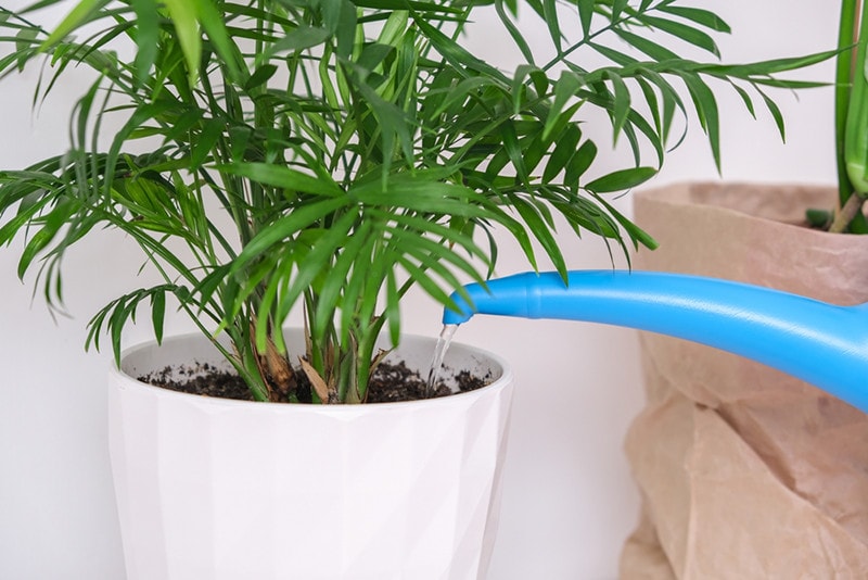 watering palm tree plant