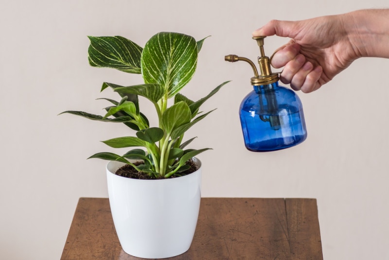 watering philodendron plant