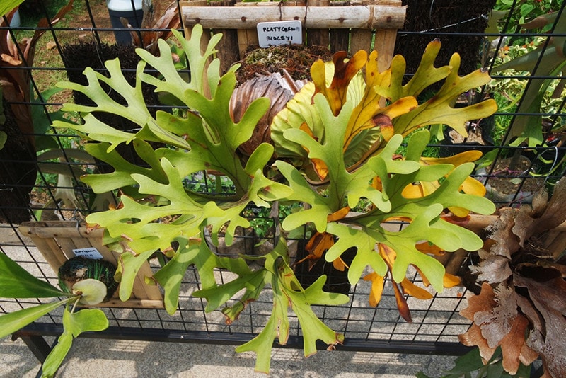 watering staghorn fern