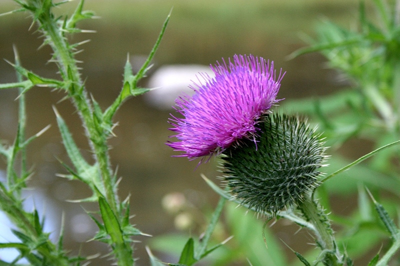 wavyleaf thistle