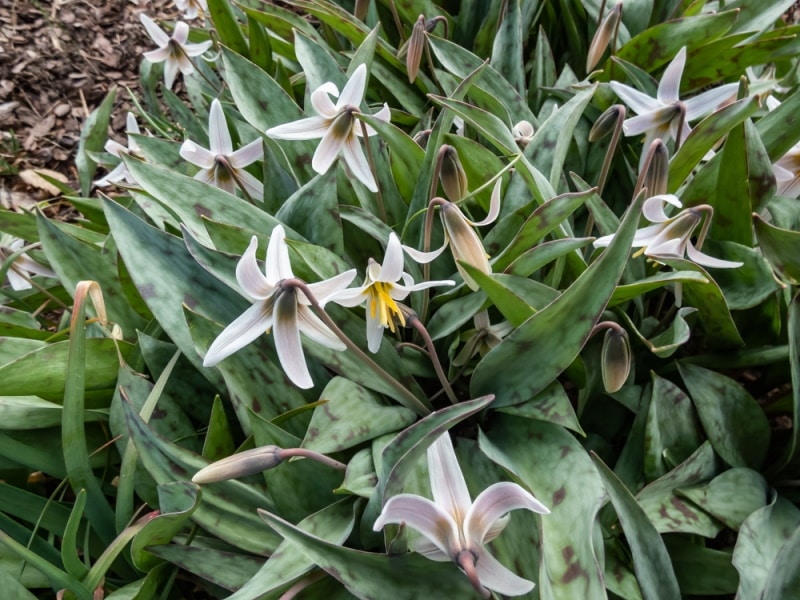 white trout lily