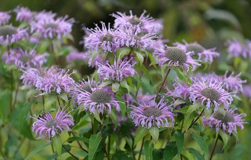 wild bergamot