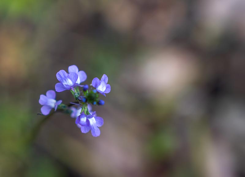 wild blue toadflax