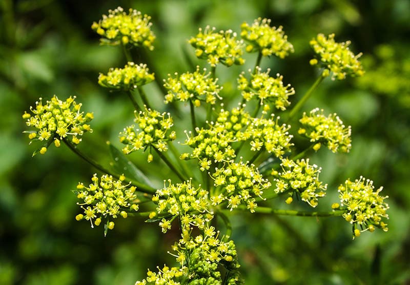 Wild parsnip (Pastinaca sativa)