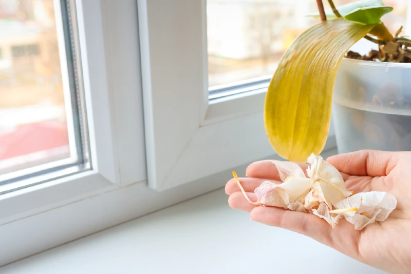 wilting and discolored orchid plant due to parasites and improper care