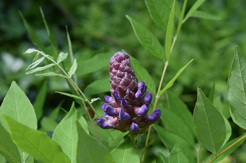 wisteria bud
