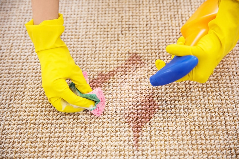 woman cleaning the carpet