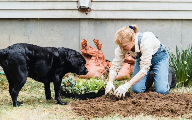 woman gardening in soil with her black dog