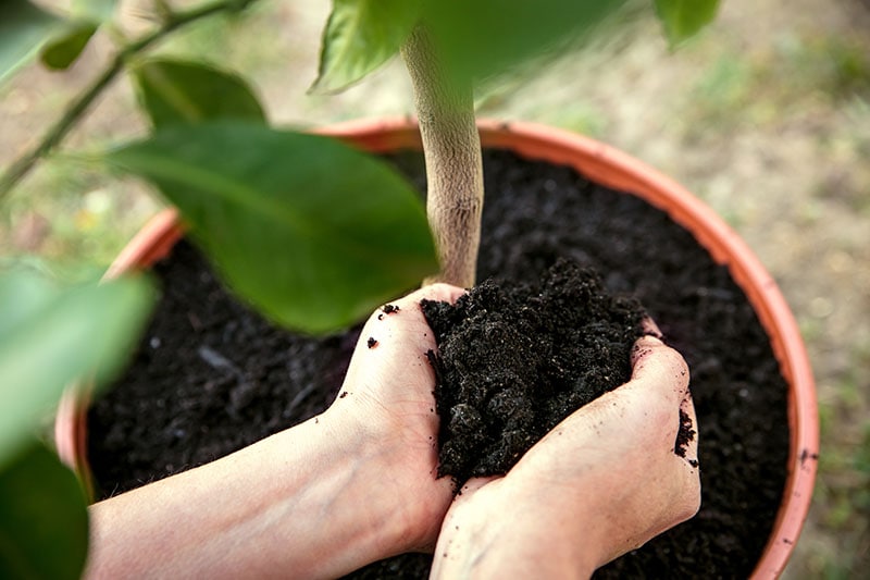 woman is putting some potting compost or flower soil into a pot with an lemon tree