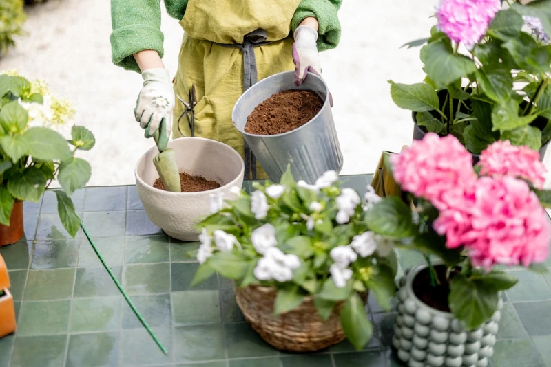 woman preparing potted soil to plant hydrangeas